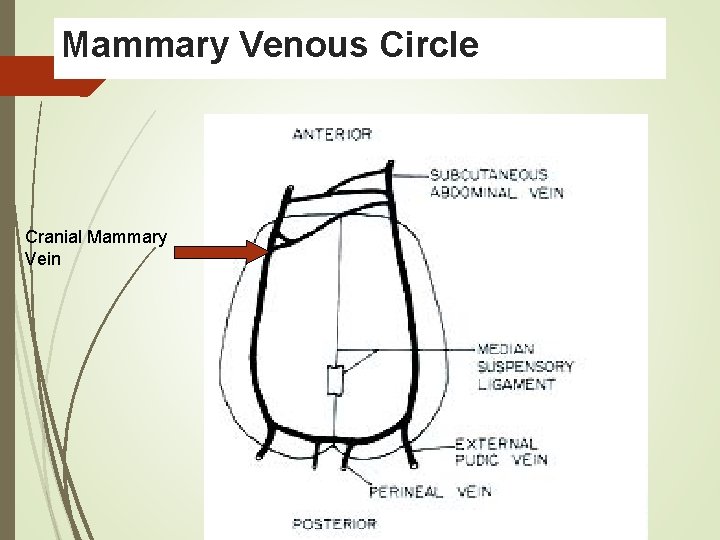Mammary Venous Circle Cranial Mammary Vein 