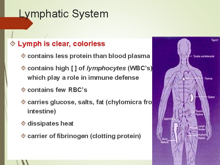 Lymphatic System Lymph is clear, colorless contains less protein than blood plasma contains high