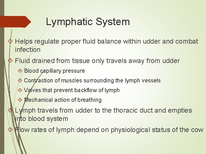 Lymphatic System Helps regulate proper fluid balance within udder and combat infection Fluid drained
