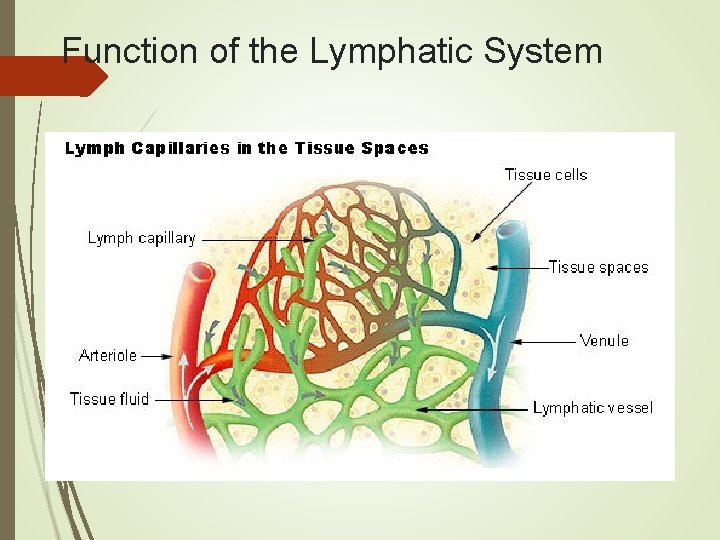 Function of the Lymphatic System 