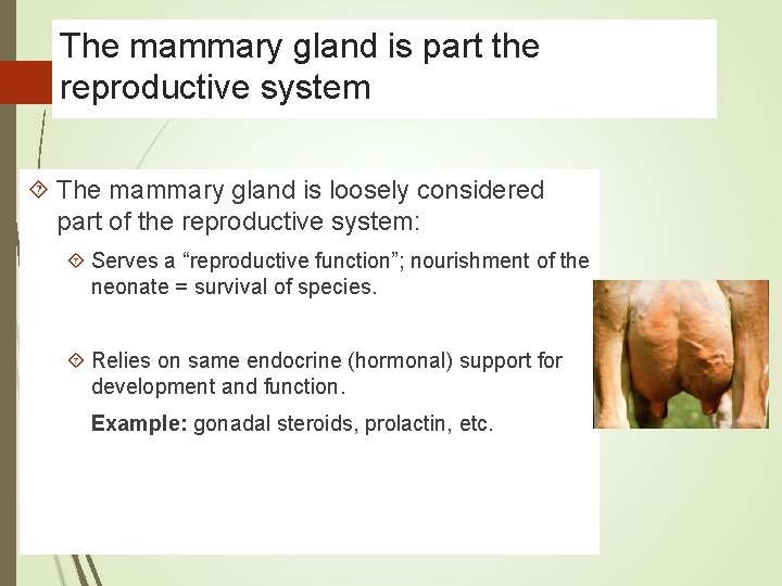 The mammary gland is part the reproductive system The mammary gland is loosely considered
