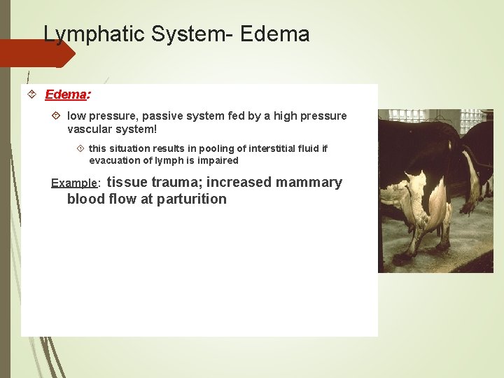 Lymphatic System- Edema: low pressure, passive system fed by a high pressure vascular system!
