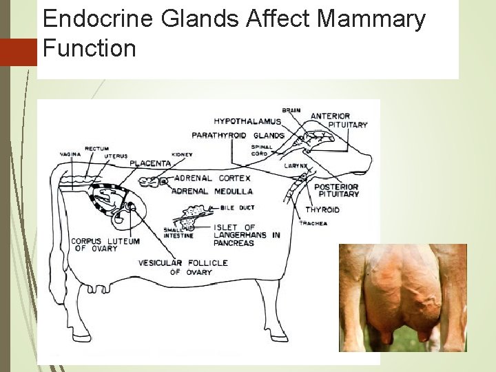 Endocrine Glands Affect Mammary Function 