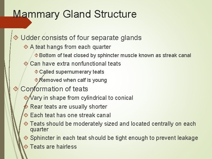 Mammary Gland Structure Udder consists of four separate glands A teat hangs from each