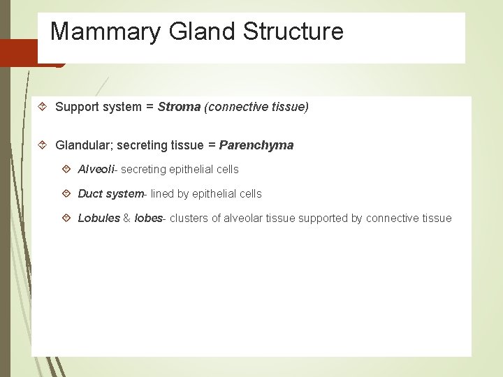 Mammary Gland Structure Support system = Stroma (connective tissue) Glandular; secreting tissue = Parenchyma