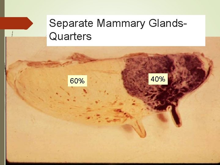 Separate Mammary Glands. Quarters 60% 40% 