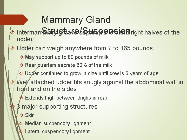 Mammary Gland Structure/Suspension Intermammary groove separates left and right halves of the udder Udder