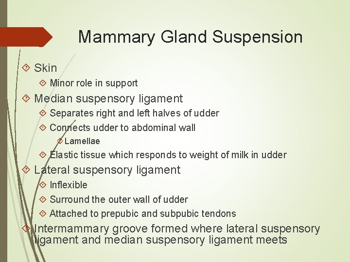 Mammary Gland Suspension Skin Minor role in support Median suspensory ligament Separates right and