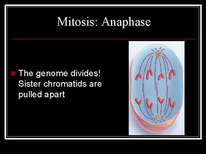 Mitosis: Anaphase n The genome divides! Sister chromatids are pulled apart 