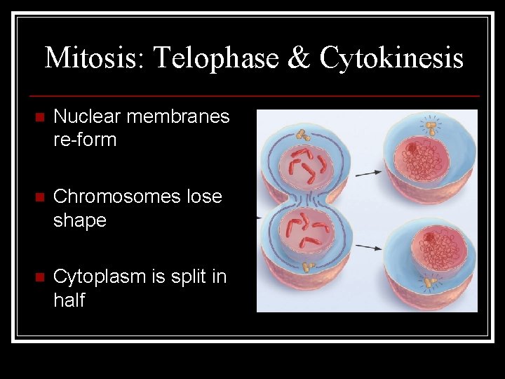 Mitosis: Telophase & Cytokinesis n Nuclear membranes re-form n Chromosomes lose shape n Cytoplasm