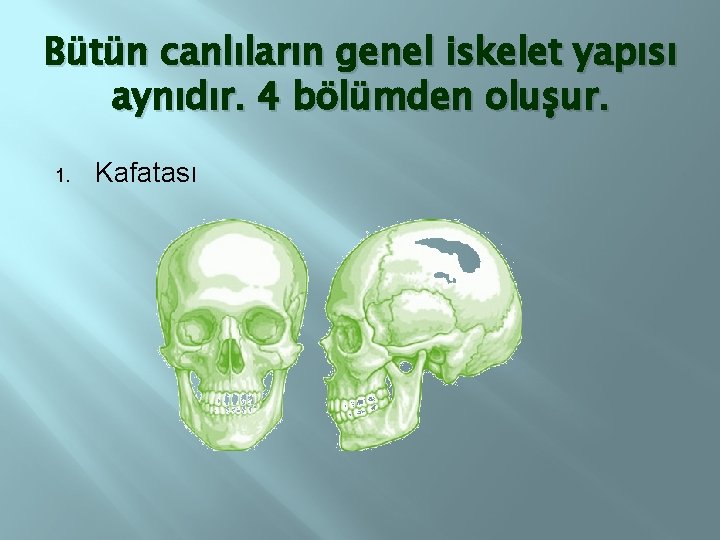 Bütün canlıların genel iskelet yapısı aynıdır. 4 bölümden oluşur. 1. Kafatası 