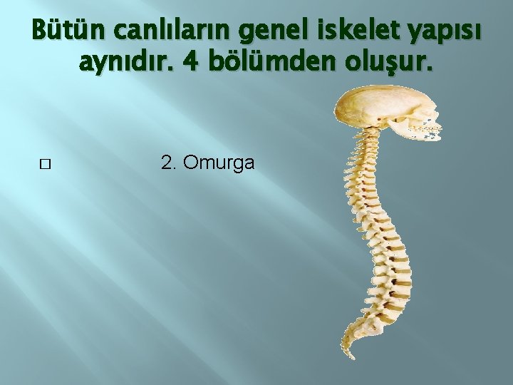 Bütün canlıların genel iskelet yapısı aynıdır. 4 bölümden oluşur. � 2. Omurga 