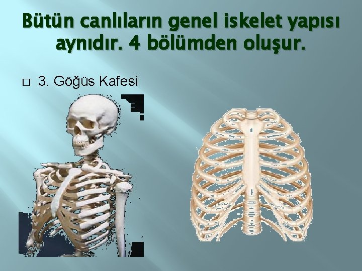 Bütün canlıların genel iskelet yapısı aynıdır. 4 bölümden oluşur. � 3. Göğüs Kafesi 