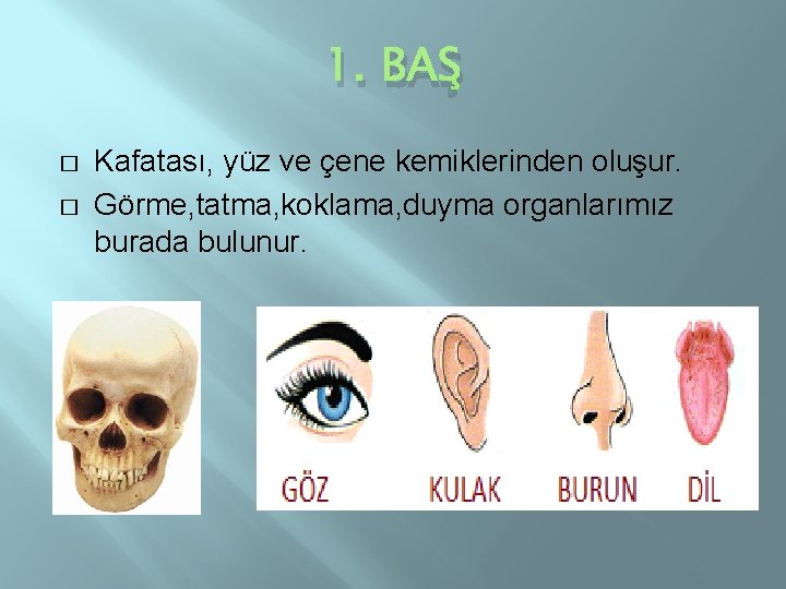 1. BAŞ � � Kafatası, yüz ve çene kemiklerinden oluşur. Görme, tatma, koklama, duyma
