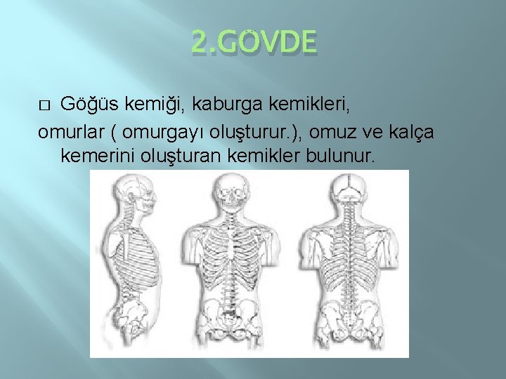 2. GÖVDE Göğüs kemiği, kaburga kemikleri, omurlar ( omurgayı oluşturur. ), omuz ve kalça