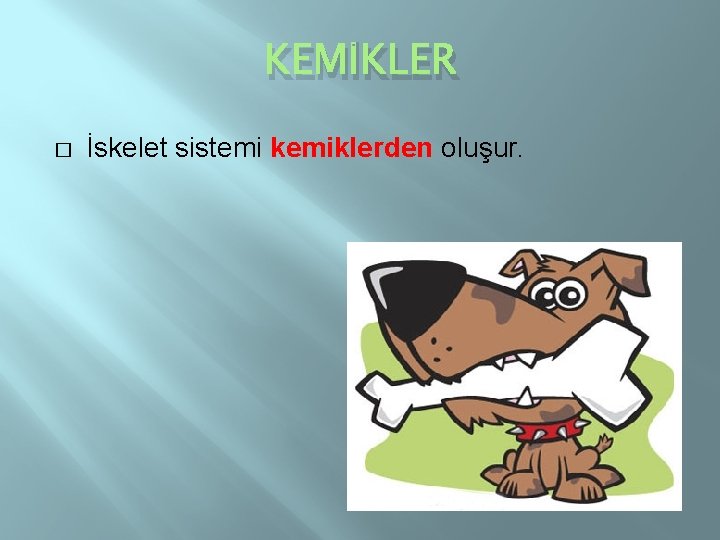 KEMİKLER � İskelet sistemi kemiklerden oluşur. 