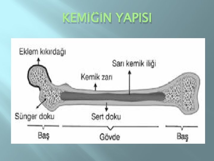 KEMİĞİN YAPISI 