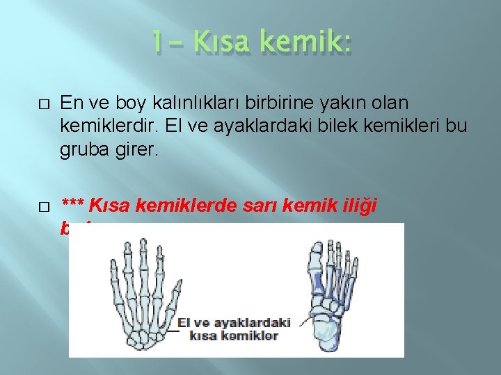 1 - Kısa kemik: � En ve boy kalınlıkları birbirine yakın olan kemiklerdir. El