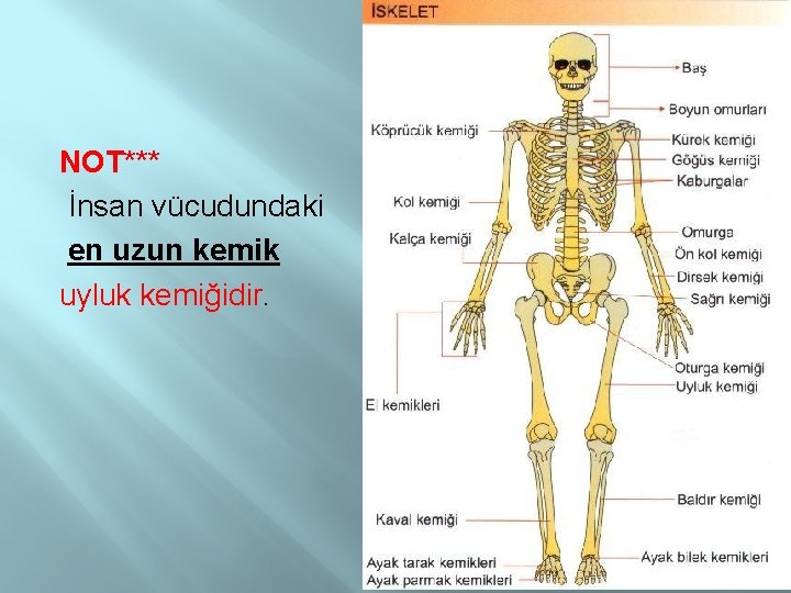 NOT*** İnsan vücudundaki en uzun kemik uyluk kemiğidir. 