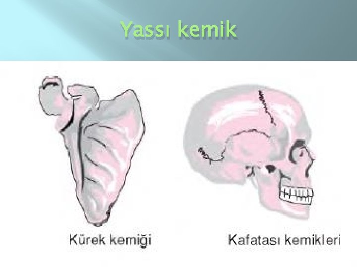 Yassı kemik 