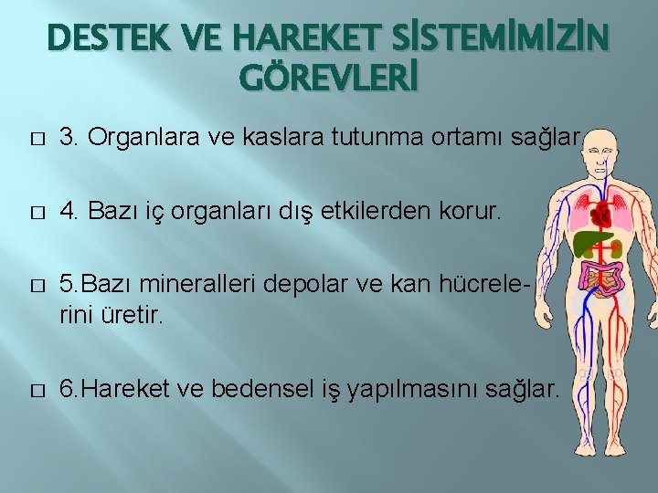 DESTEK VE HAREKET SİSTEMİMİZİN GÖREVLERİ � 3. Organlara ve kaslara tutunma ortamı sağlar. �