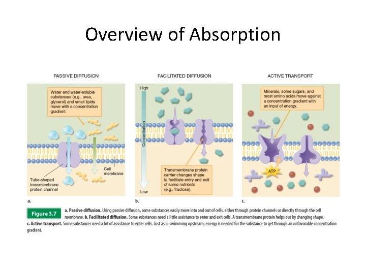 Chapter 3 The Human Body From Food to