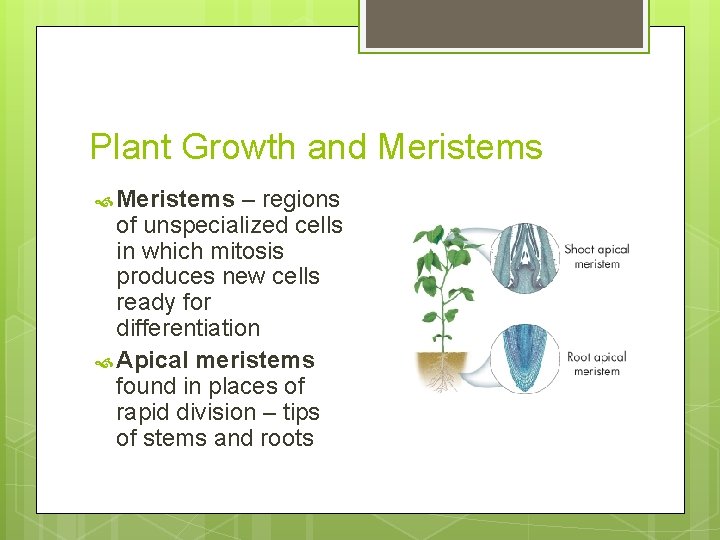 Plant Growth and Meristems – regions of unspecialized cells in which mitosis produces new