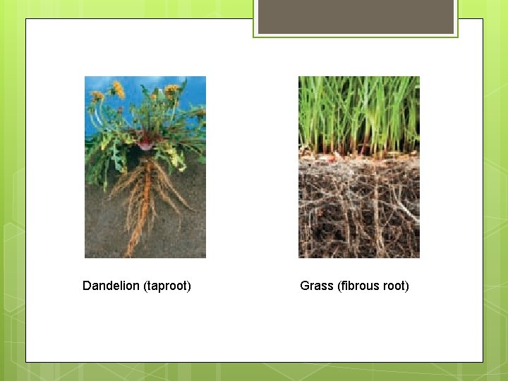 Dandelion (taproot) Grass (fibrous root) 