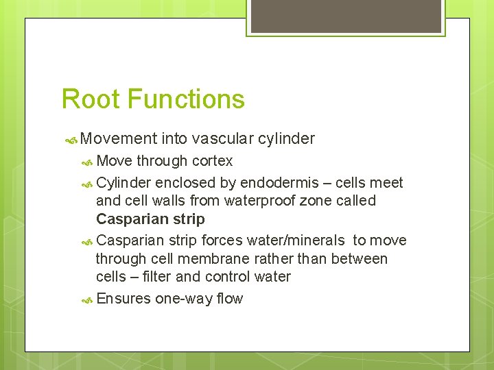 Root Functions Movement Move into vascular cylinder through cortex Cylinder enclosed by endodermis –