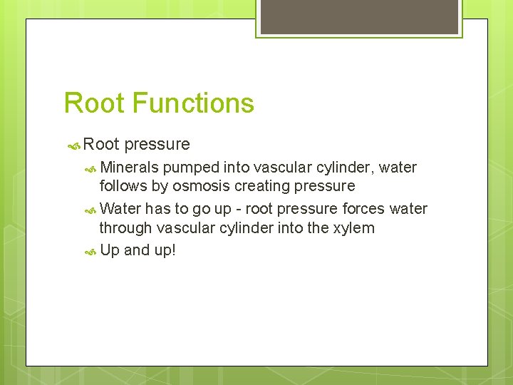 Root Functions Root pressure Minerals pumped into vascular cylinder, water follows by osmosis creating