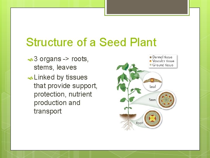 Structure of a Seed Plant 3 organs -> roots, stems, leaves Linked by tissues