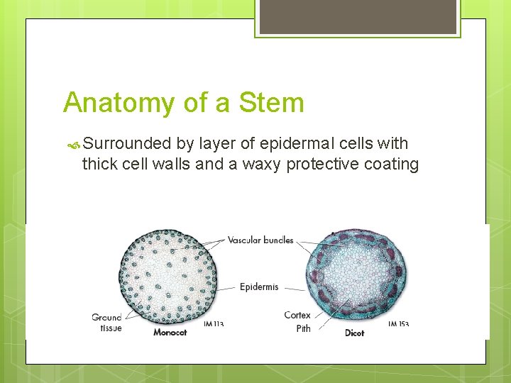 Anatomy of a Stem Surrounded by layer of epidermal cells with thick cell walls