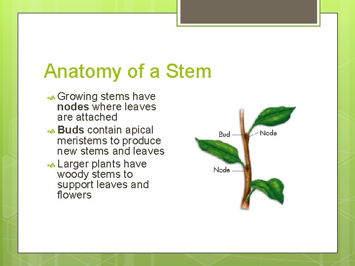 Anatomy of a Stem Growing stems have nodes where leaves are attached Buds contain
