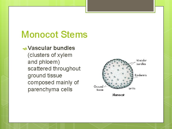 Monocot Stems Vascular bundles (clusters of xylem and phloem) scattered throughout ground tissue composed