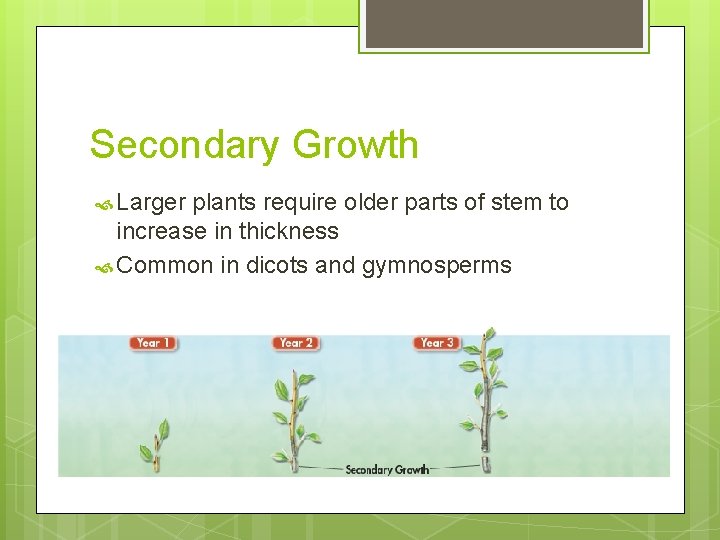 Secondary Growth Larger plants require older parts of stem to increase in thickness Common