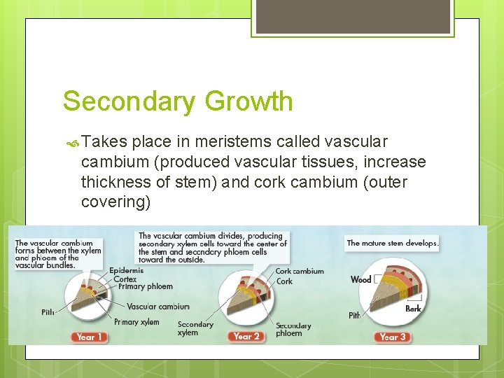 Secondary Growth Takes place in meristems called vascular cambium (produced vascular tissues, increase thickness