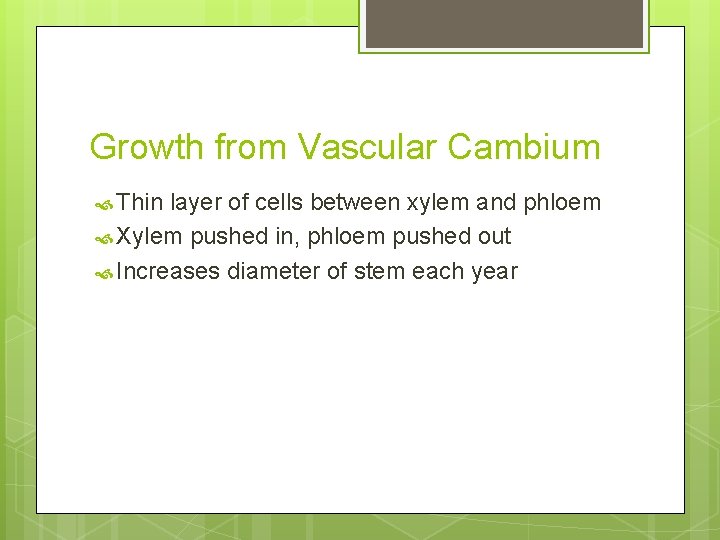Growth from Vascular Cambium Thin layer of cells between xylem and phloem Xylem pushed