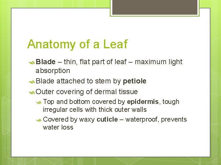 Anatomy of a Leaf Blade – thin, flat part of leaf – maximum light