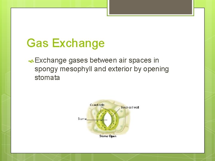 Gas Exchange gases between air spaces in spongy mesophyll and exterior by opening stomata