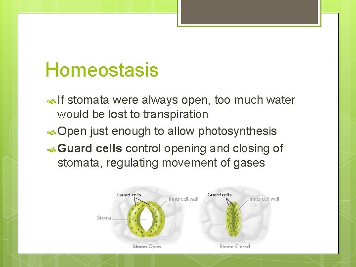 Homeostasis If stomata were always open, too much water would be lost to transpiration