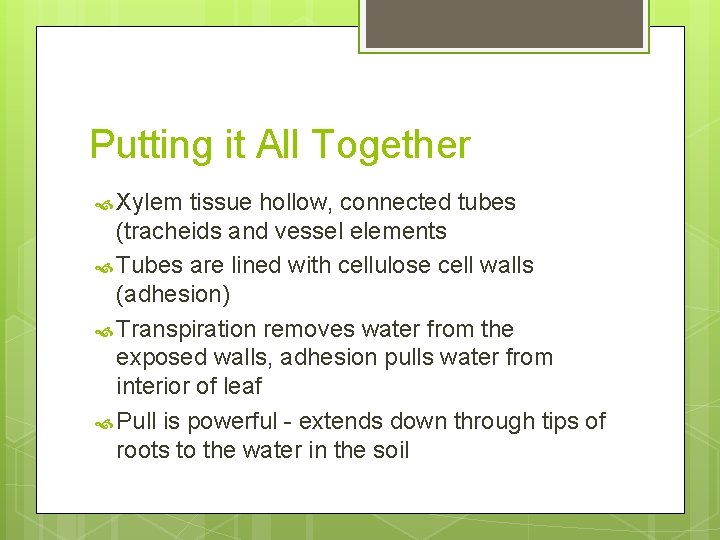 Putting it All Together Xylem tissue hollow, connected tubes (tracheids and vessel elements Tubes