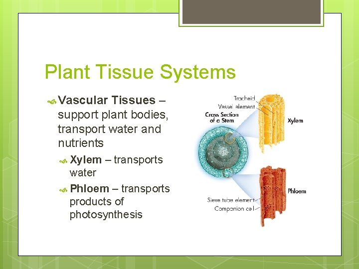 Plant Tissue Systems Vascular Tissues – support plant bodies, transport water and nutrients Xylem