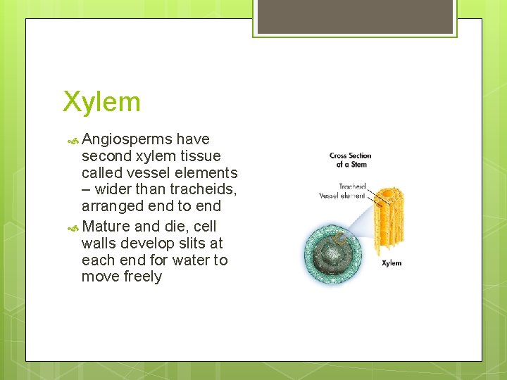 Xylem Angiosperms have second xylem tissue called vessel elements – wider than tracheids, arranged