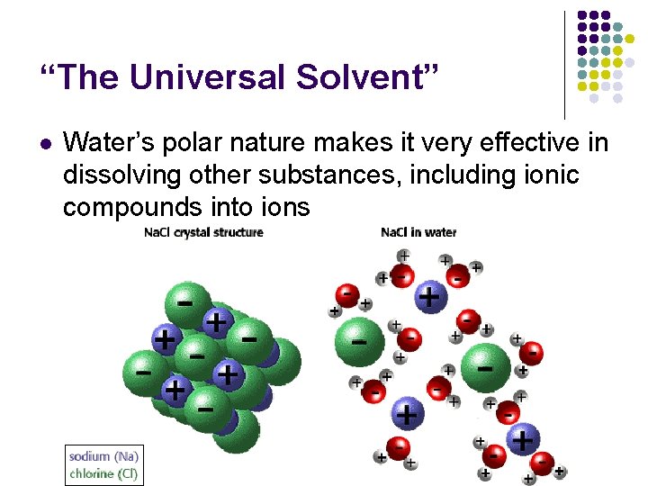 “The Universal Solvent” l Water’s polar nature makes it very effective in dissolving other