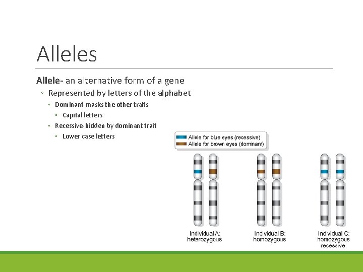 Alleles Allele- an alternative form of a gene ◦ Represented by letters of the