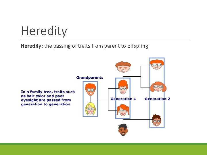 Heredity: the passing of traits from parent to offspring 