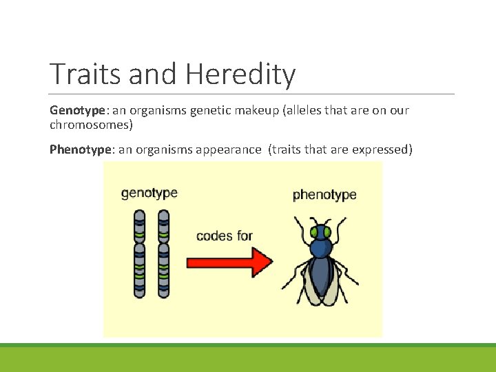 Traits and Heredity Genotype: an organisms genetic makeup (alleles that are on our chromosomes)