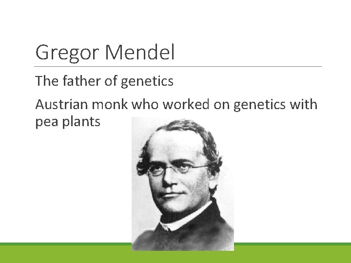 Gregor Mendel The father of genetics Austrian monk who worked on genetics with pea