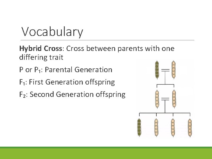 Vocabulary Hybrid Cross: Cross between parents with one differing trait P or P₁: Parental