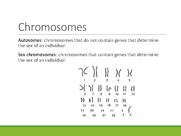 Chromosomes Autosomes: chromosomes that do not contain genes that determine the sex of an